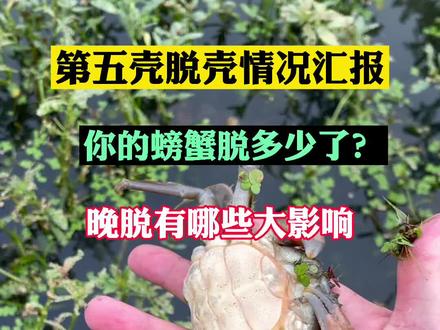 很多池塘第五壳还有不少未脱壳,晚脱壳影响大。气温降低后,脱壳问题会越来越多。