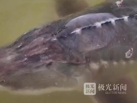 “与恐龙同时代生物”达氏鳇,同一天在黑龙江三地被发现!体重均超200斤,都已放归大自然!专家:属洄游现象,已找到回家的路!#渔政部门称误捕达氏鳇已放生 #逐日东极相约旅发#黑龙江的清凉邀约