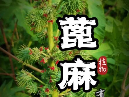 蓖麻之美藏杀机! #内容启发搜索 #蓖麻 #有毒植物