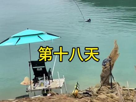 今天把金条弄丢了,又第一了#刷锅传媒#抖音荒野垂钓季#擒龙诀硬挺王大鱼挑战赛第二季#bkk官方旗舰店