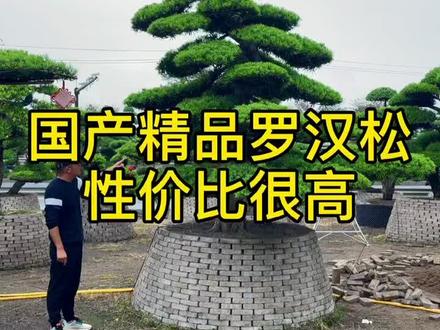 #别墅庭院植物 #造型树 #别墅庭院 迎客松罗汉松精品进口罗汉松7万8