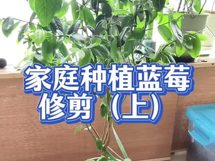 家庭种植蓝莓修剪方法(上) 想要蓝莓高产,那每年都必须修剪枝条,内容比较干,建议收藏起来,多看几遍,因为每棵树都不一样。所以并不是完全按照视频上修剪,而是去理解怎么去修剪。#蓝莓种植 #蓝莓修剪 #蓝莓苗 #阳台种植 #养花虽不专业但很认真