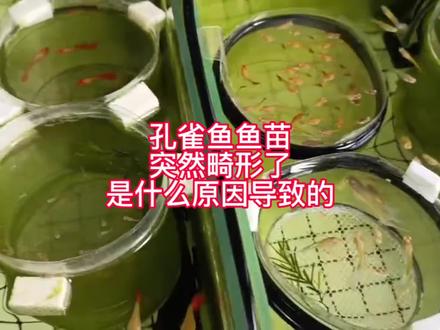 孔雀鱼鱼苗养着养着就畸形了 我总结了一下几个原因#热带观赏鱼 #孔雀鱼 #鱼缸里的大自然 #热带鱼 #孔雀鱼宝宝 #孔雀鱼宝宝畸形
