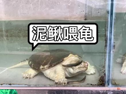 泥鳅喂龟蛋白质高,产蛋多,龟大得快。但要适量不可多喂哦。#文化龟园 #白化鳄龟