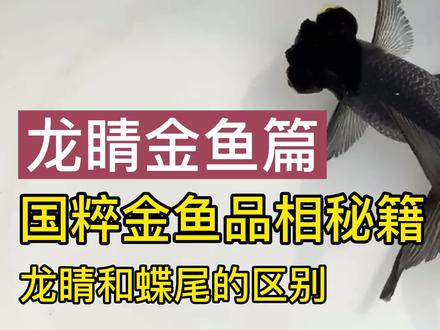 被称为中国金鱼代表,龙睛金鱼,龙睛和蝶尾的区别,金鱼品相秘籍