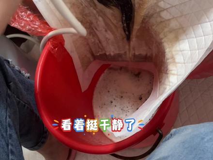 坐月子狗都不洗头,狗不洗你洗#坐月子洗头发 #坐月子