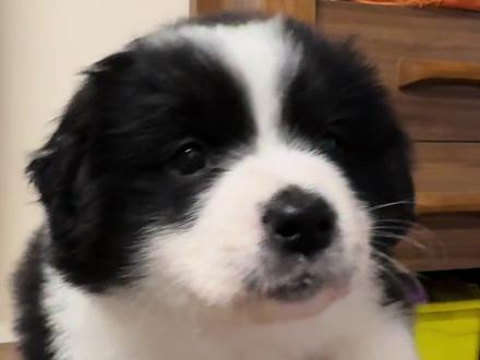 边牧串田园犬没有越长越歪,反而挺好看的#边牧#田园犬 #串串