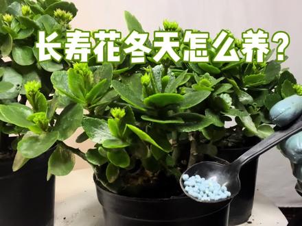 长寿花冬天怎么养?5个重点全在这里!很实用,赶紧看看 #花卉绿植 #长寿花 #养花小知识 #盆栽 #园艺 #绿植小技巧