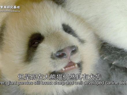 吃竹子的食肉目动物 #你不知道的大熊猫