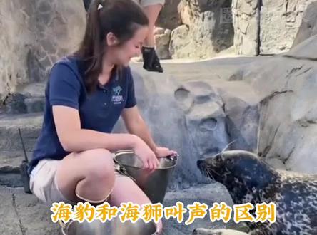 #海豹和海狮叫声的区别 反差太大了~