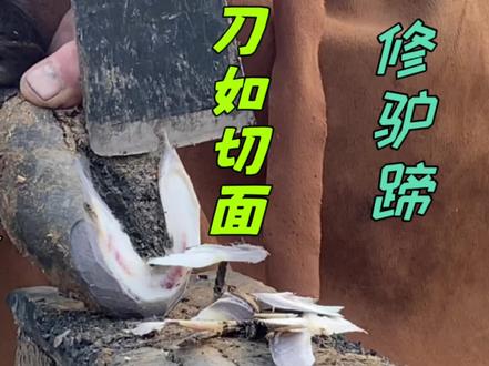 驴蹄血泡渗血!11500买下灰驴裹蹄裹病灶,刀如切面挖脚心,解压#毛驴修蹄 #修驴蹄 #解压 #手艺人