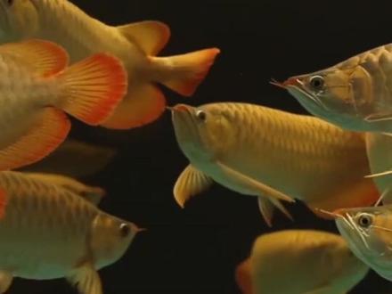 龙鱼宝宝说:爸爸,你猜我在那儿啦!?龙鱼爸爸:别在我嘴里瞎闹!#龙鱼