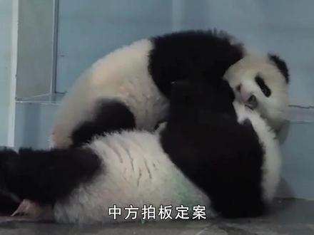 中方一锤定音,在日大熊猫提前回国,中日53年熊猫外交成绝响 #抖音全球观察团#硬核深度计划#全球记者手记#中国#日本