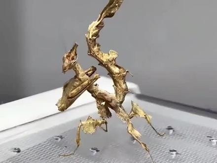 带你认识奇特生物之16种螳螂#神奇动物在抖音 #昆虫 #螳螂