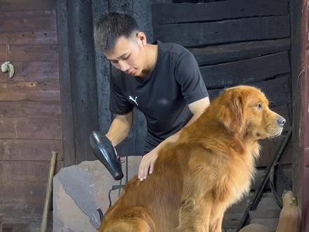 雨天洗狗教程#狗洗澡 #萌宠 #经验分享#技术分享 #农村生活