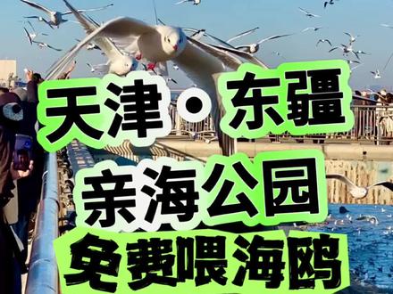 天津东疆亲海公园喂海鸥免费吗?经过网友努力,造成海边现状 天津东疆亲海公园喂海鸥免费吗?经过网友努力,造成海边现状#北京周边游 #天津旅游 #东疆亲海公园