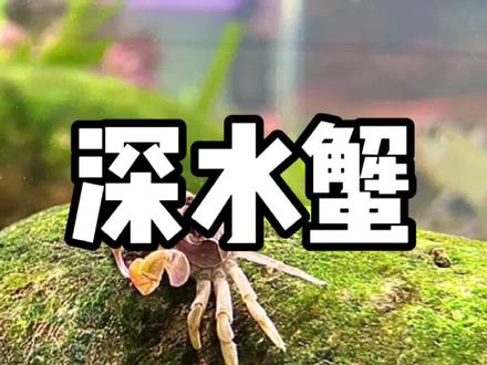 大部分的淡水蟹都不适合深水饲养,想要鱼虾贝蟹混养形成小生态,得花点心思好好设计一下了😀#辣椒蟹#深水蟹