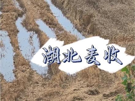 湖北麦收风波,看完别再盲目地域抹黑 连日阴雨连绵不绝,湖北乡村田间景象让人揪心。大片成熟小麦浸泡在积水中,麦穗倒伏受潮、陆续发芽,农户一年辛勤耕耘,眼看着就要付诸东流。本是万众齐心抢收救灾的时刻,这场天灾却在网上演变成恶意地域抹黑,实在令人心寒。
不少人疑惑,湖北为何缺少大型收割机,常年依赖外地农机跨区作业。这源于本地特殊地理条件,境内多丘陵地貌,田块零散错落、乡间小路狭窄,适配北方平原的大型农机难以进场转弯,作业效率低、投入成本高。因此每年麦收,都离不开外地农机师傅跨省驰援。
绝大多数远道而来的农机师傅淳朴善良,不顾雨天泥泞劳作艰辛,奔走各村帮农户抢收粮食,没有随意抬价,全力守护粮食收成,这份相助之情,湖北百姓始终心怀感激。
天灾之下收割难度成倍增加,农户深知师傅劳作不易,对于合理小幅涨价都能够理解包容。但极少数从业者借机漫天抬价,收割费用暴涨至两三百元一亩甚至更多,已然属于趁灾牟利。
部分农机师傅的定价,大大加重了受灾农户的负担。农户无奈接受高价,只因成熟小麦耽误不得,一旦延误就会彻底减产绝收。网传拦车场景,并非刻意刁难,只是农户想协商公道价格,尽力保住一年收成。
网上流传的负面纠纷,只是个别现象,根本无法代表湖北整体民风。不少矛盾也可能源于高额收费却收割粗糙、粮食损耗严重,进而产生结算分歧。我们应理性看待。
可惜零星争执被刻意剪辑放大,成为抹黑地域的素材,少数不合理涨价的乱象却被刻意无视。即便身处舆论非议中,本地加油站为所有外地农机手推出柴油折扣,真心善待每一位辛劳的劳动者。
更让人愤慨的是恶意地域言论,曲解湖北简称肆意诋毁人品,嘲讽天灾是咎由自取。暴雨成灾是农民的切身损失,承载着千家万户的生计,不该沦为网友嘲讽抹黑的谈资。
世间各处都有良善之人,也难免存在少数投机分子。个别农机手的不当行为,不能否定所有驰援师傅的付出;零星的民间纠纷,也无法定义淳朴厚道的湖北百姓。
天灾面前,农民饱受损失,劳动者奔波辛劳,本该彼此体谅、携手共渡难关。摒弃偏激偏见,看清事件全貌,拒绝无脑地域黑,以善意与理性看待这场麦收风波。
#湖北小麦收割 #湖北降雨