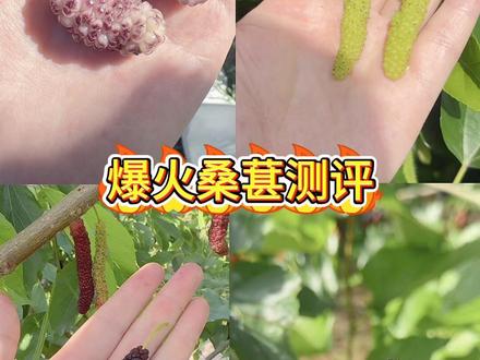 爆火桑葚测评 桑葚测评 长果桑葚毛毛虫 绿色长条桑葚 #长果桑毛毛虫 #自然生长的桑葚 #桑葚 #桑葚测评 #真实生活分享计划