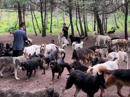 它的忠诚远超想象!#狗#大山深处自然美山清水秀好风光