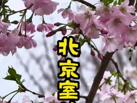 2026年3月14号北京玉渊潭公园,室外早樱花开始绽放 2026年3月14号北京玉渊潭公园,室外早樱花开始绽放。目前开放的是室内培育搬到外面来的,室外天然樱花还没有开放,要等到三月底前后才到花期。樱花依然是位于公园湖北岸,小樱花湖旁边,距离西门比较近。公交62/374/368/77/323/437/603【玉渊潭西门站】。目前门票2元。公园年卡及老年卡都可以免费入园观赏。#北京#旅游#赏花#樱花#玉渊潭公园