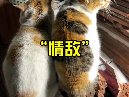 大白的“情敌”来了,给大白气够呛!#抖音萌宠出道计划 #这猫一看就是练家子