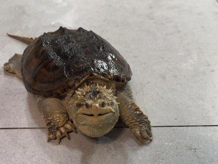 这难道就是传说中的蛤蟆脸吗#佛鳄 #神奇动物在抖音 #神奇动物 #史前巨兽