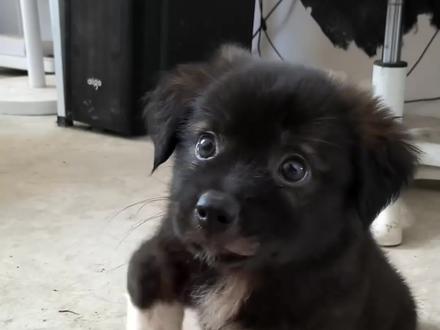 养狗如果不做社会化训练,以后根本养不亲#养狗人#狗狗#养狗经验分享#科学养宠#狗狗知识