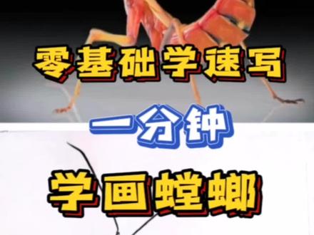螳螂难不难? #零基础学画画 #一分钟干货教学 #速写教学 #速写 #一起学画画