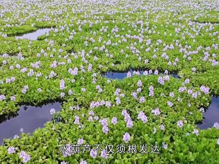 原本在我国泛滥成灾的水葫芦,为何现在很少见到了?它消失了吗? #水葫芦 #植物 #涨知识 #科普