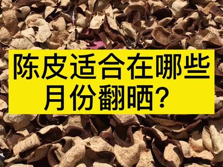 新会陈皮适合在哪些月份翻晒?#新会陈皮 #陈皮 #科普知识 #翻晒