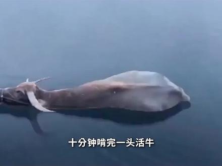 食人鱼凶猛残暴,为什么没有称霸亚马逊河?它的天敌到底有多可怕 #雨林 #食人鱼 #水下拍摄