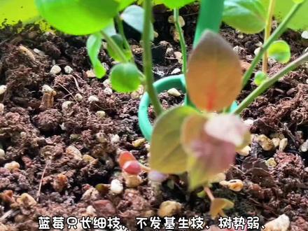 怎样让蓝莓多生基生枝、多发嫩芽 海藻精刺激生根、催底芽,
鱼蛋白补氨基酸、长枝快、长粗壮。
俩一搭配,专门催生基生枝!#蓝莓种植 #蓝莓施肥#蓝莓基生枝#海藻精 #蓝莓养护