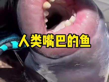 板机鱼的牙齿为什么不像人类那样需要保养?#usmile笑容加冲牙器 #板机鱼 #鳞鲀科