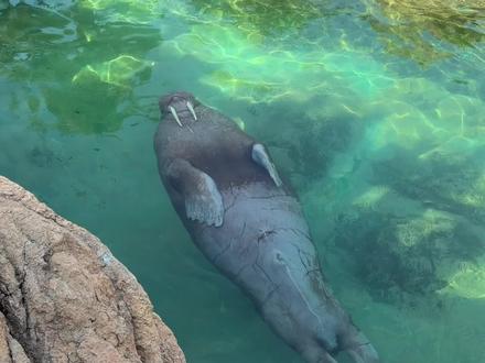 Hey boooob海象船长是你吗#疯狂动物城2#海象