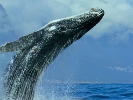 蓝鲸的寿命大概会在80年左右,还有一些甚至可以达到100年,真的是活着被大海哺育百年,死后哺育大海百年