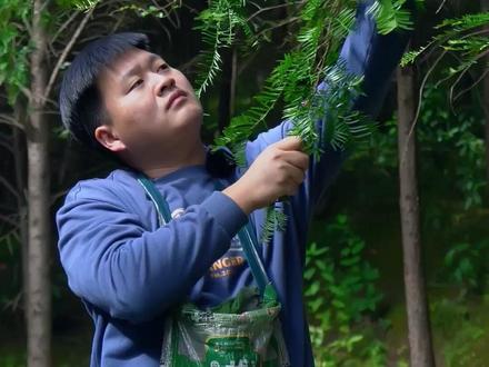 漂亮的红豆杉果实,你敢吃吗?#我的乡村生活 #农村美食 #分宜助农