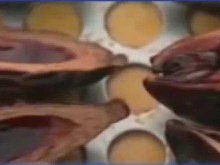 嚼着嚼着就得癌了!揭穿槟榔“致癌毒物”身份