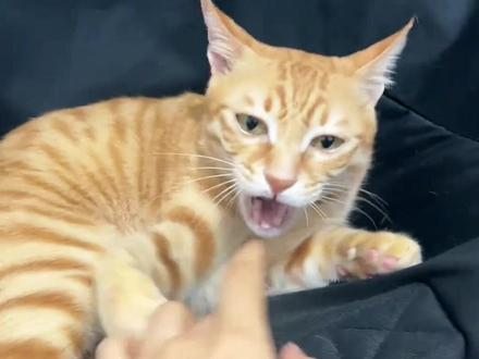 一分钟带你了解猫咪身上的5种底层代码开个 #猫咪 #科普 #涨见识 #冷知识