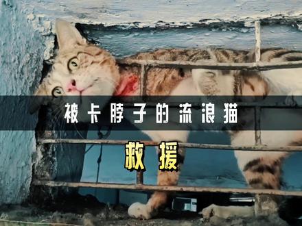 流浪猫被卡住脖子,暖心大叔伸出援手,拯救一条生命 #流浪猫救助 #动物救助 #涨见识 #科普知识 #流浪猫 #奇闻 #伸出援手 #爱猫 #动物保护 #宠物救助