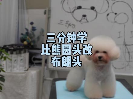 每天一个省钱学剪毛的小技巧之比熊圆头改布朗头#宠物美容学校 #狗狗美容师 #狗造型教程 #泰迪剪毛教程 #宠物店