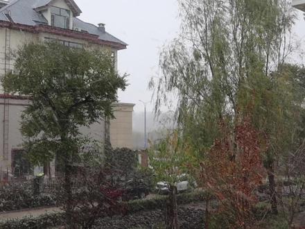 葱油芥菜缨子 老东北美食,比吃肉还香,喜欢吃芥菜的不要错过 #东北美食