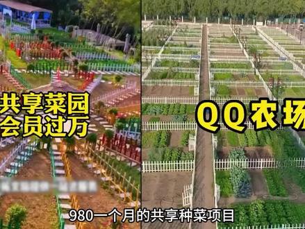 把QQ农场搬进现实的共享菜园,到底是创业好项目,还是割韭菜? #共享种菜 #搞笑吐槽 #创业 #大冤种的故事