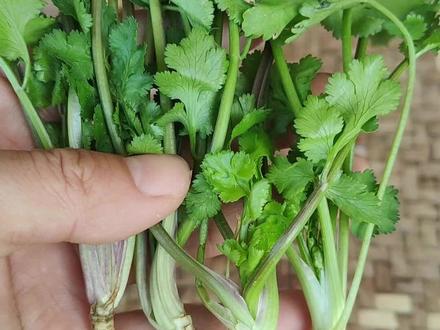 你喜欢吃香菜吗? #植物科普 #涨知识 #内容启发搜索