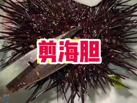 无剪辑,沉浸式剪海胆~#海胆