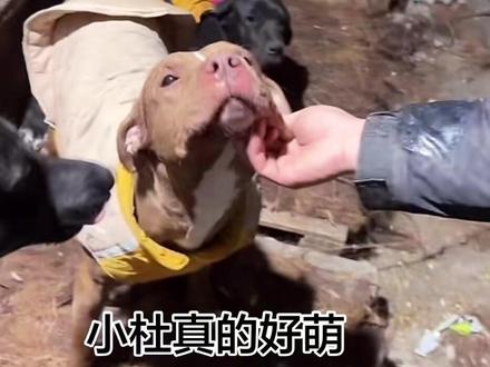 看骏良的视频和直播就会发现每条小狗都有自己的性格和特点 都非常可爱 好喜欢萌萌的小杜 变脸的蒜皮还有可爱的好孩子!#骏良 #小杜 #好孩子 #蒜皮 #狗狗