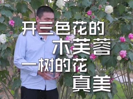 开三色花的木芙蓉,一树的花真美。