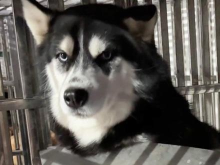 我觉得霸天最后说的也不无道理。 要不大家评评理~#哈士奇 #金毛