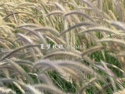霸王茶姬-夏梦玫珑,我的夏日白月光终于回归了。 #霸王茶姬夏梦玫珑 #浮⽣若梦夏梦玫珑 #清凉⼩绿杯 #霸王茶姬海南 #霸王茶姬新品