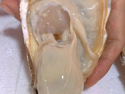 生蚝和牡蛎的区别,一定要看到最后!#生蚝